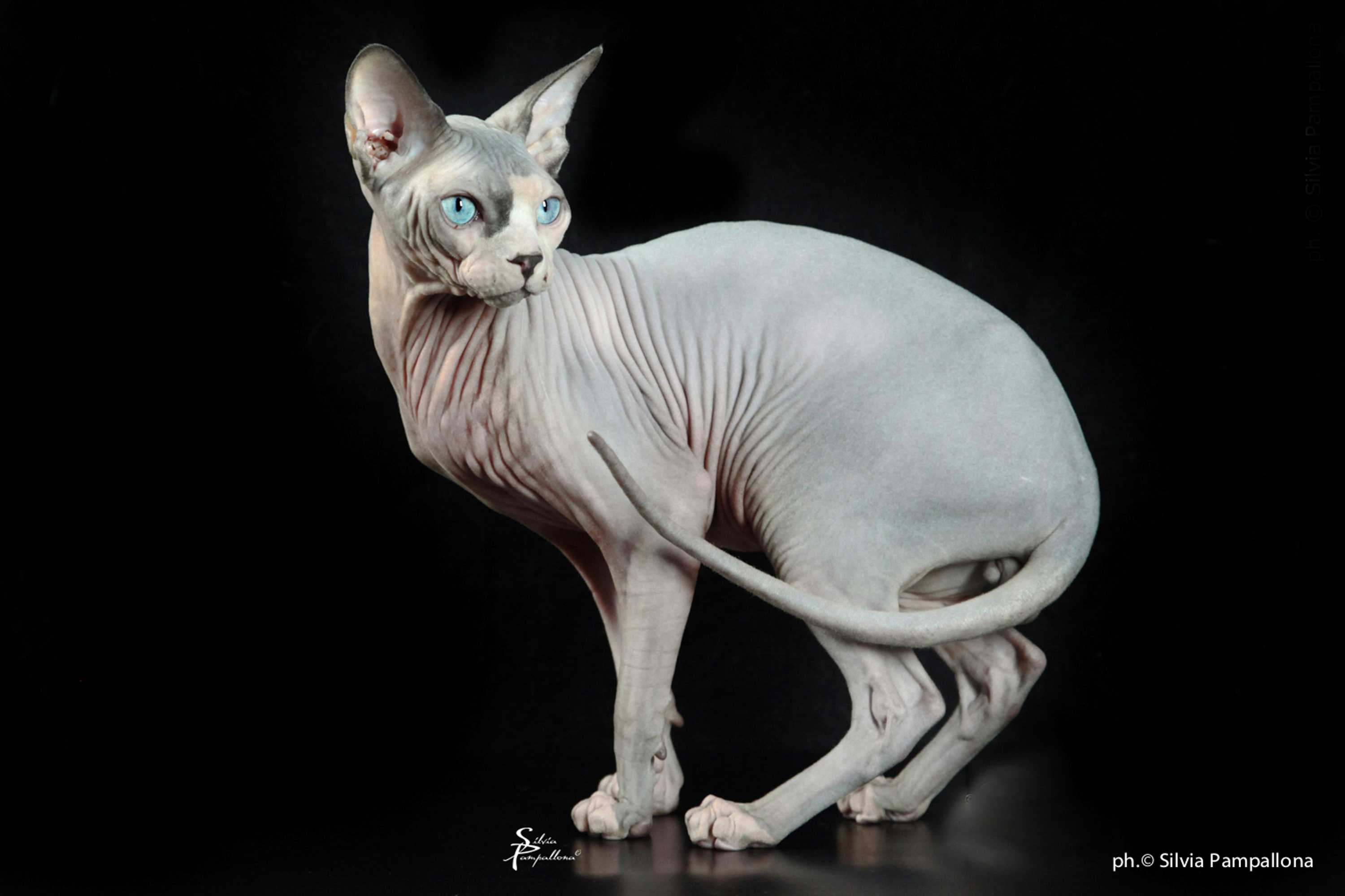 Sphynx